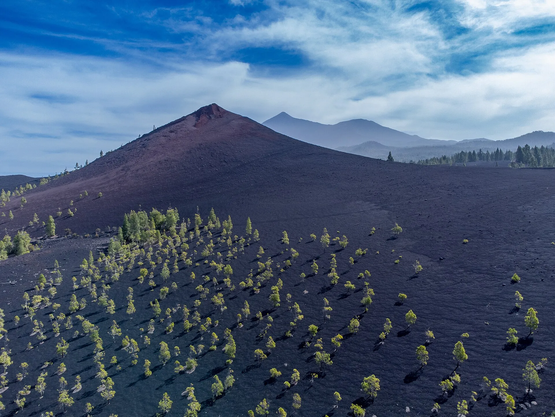 The dark cinder cone of Chinyero rising from a plain of black volcanic ash, with young Canary pines scattered across it and Teide's ridge hazy behind
