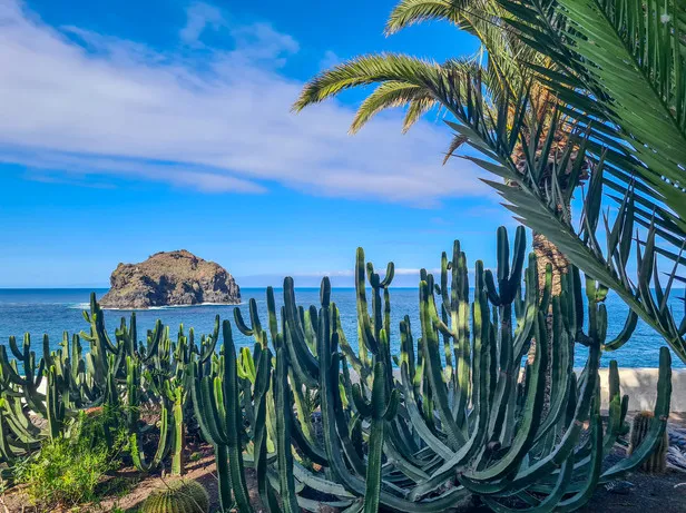 Cacti and palms framing the rock of Garachico