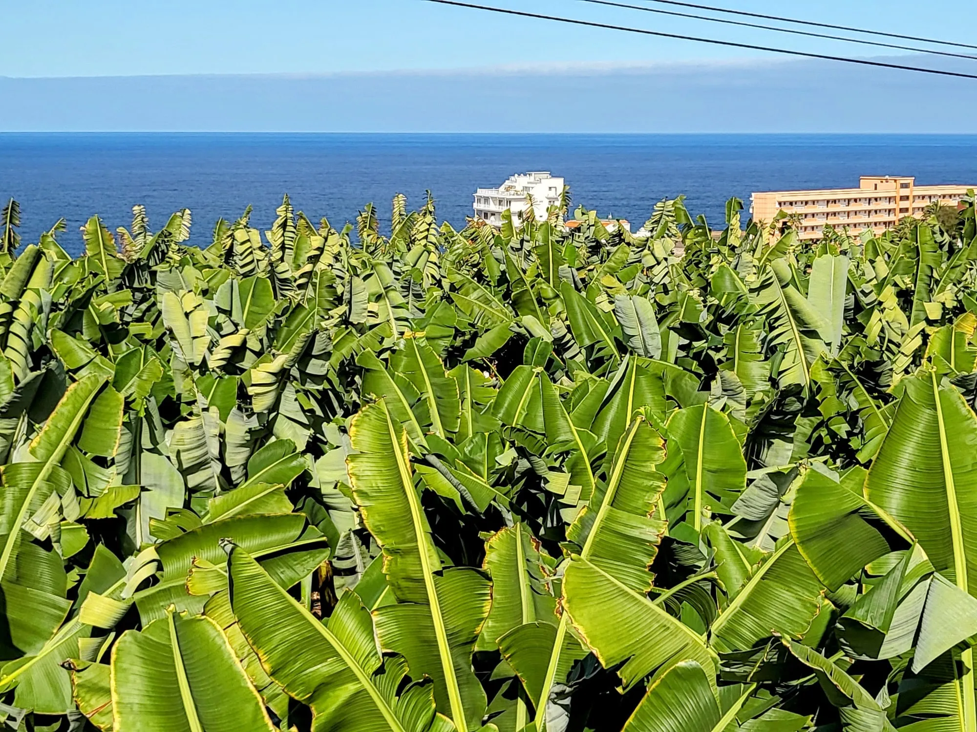 Rows of banana plants filling a coastal terrace above Playa de San Marcos, with the Atlantic and a white apartment block beyond